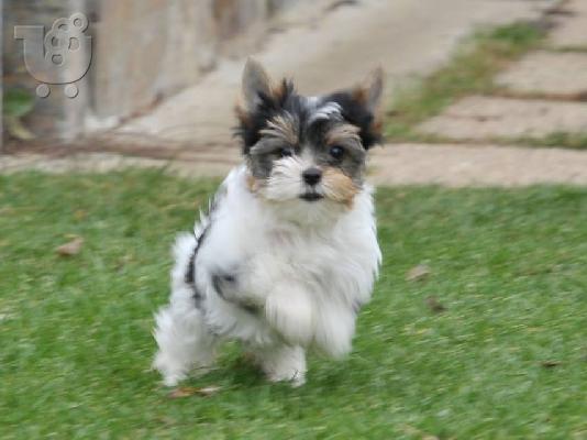 PoulaTo: δύο κουτάβια τεριέ biewer yorkshire